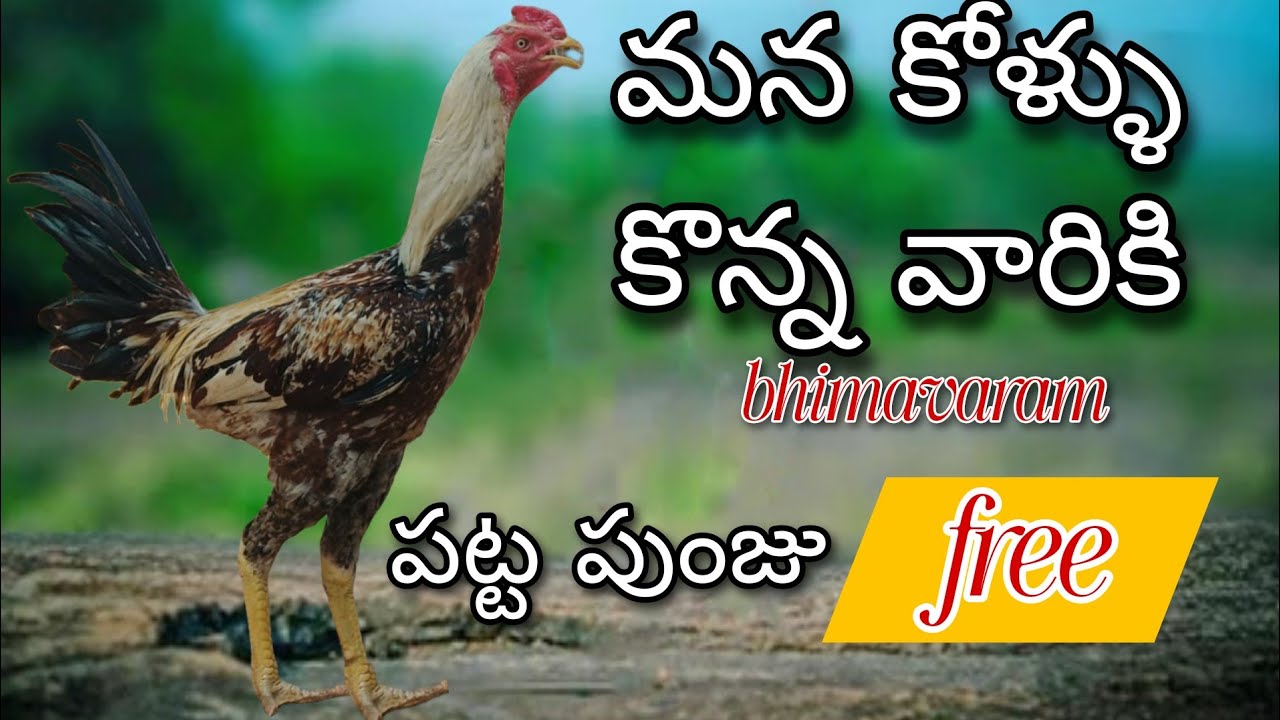 #KVR BREEDES#9052146825#peru cross chicks#rich watam chicks#patta punju#birds#chicken#viral.