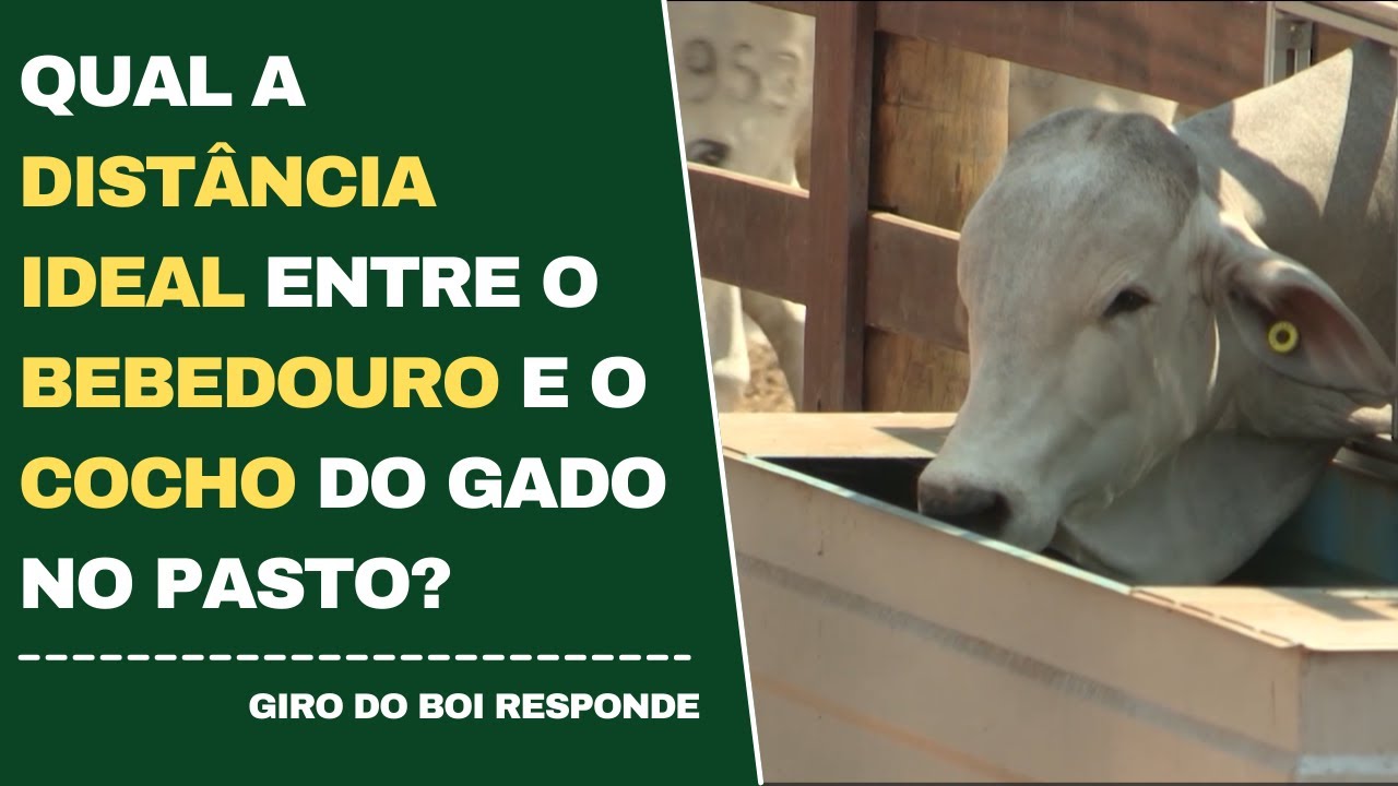 QUAL A DISTÂNCIA IDEAL ENTRE O BEBEDOURO E O COCHO DO GADO NO PASTO?