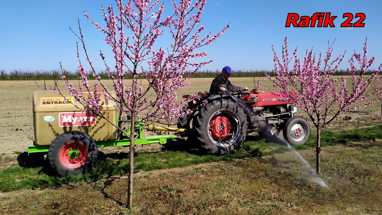 Podlewanie drzew w sadzie i marchewki. Massey Ferguson 135 & Myers.
