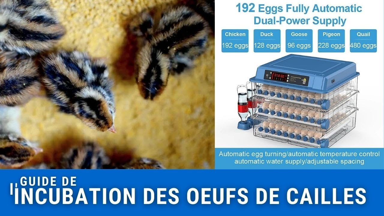 "Complete Guide to Incubating Quail Eggs: Temperatures, Turning and Hatching Tips"