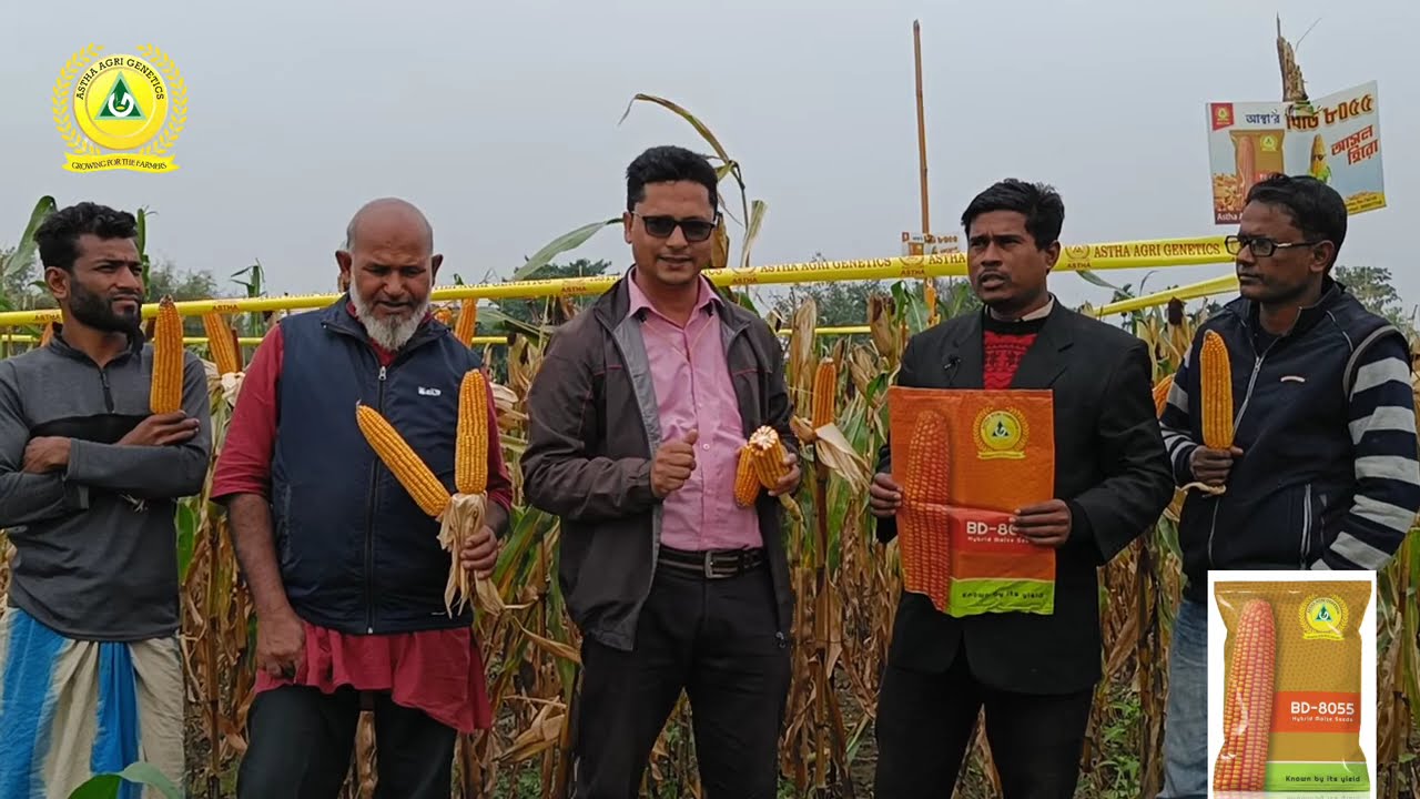 Best Quality Maize 🌽 Variety BD-8055 from Astha Agri Genetics