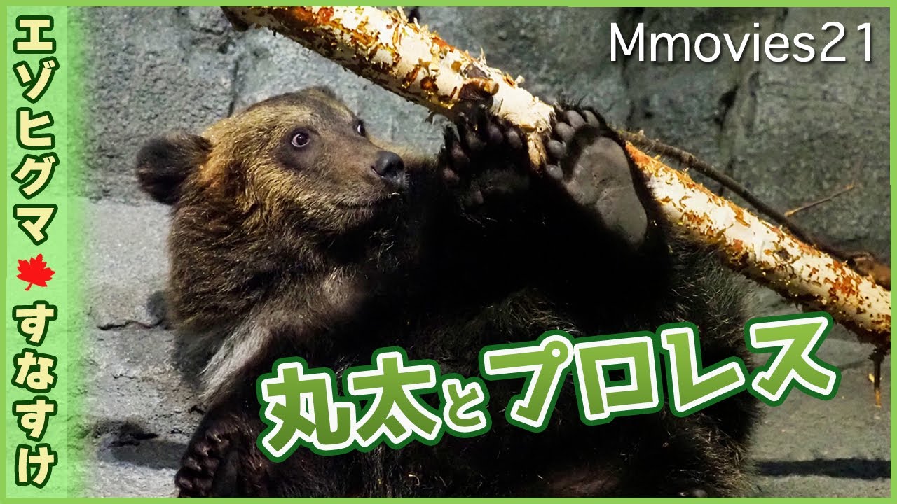 【ヒグマの子】丸太をぶん回して遊ぶすなすけ〜旭山動物園エゾヒグマ~Grizzly Bear cub plays with a log
