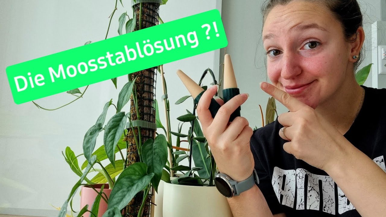 Moosstäbe einfach bewässern! Mit diesem Tool vom Blumat @Pflanzenwahnsinn