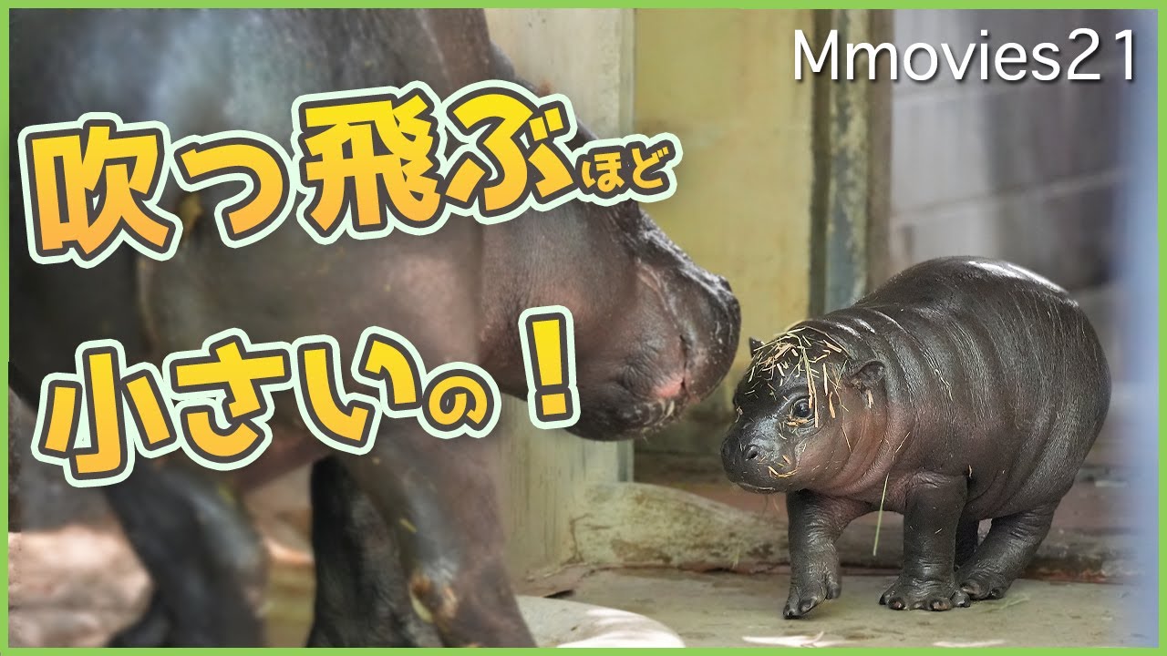 吹っ飛んだコビトカバの赤ちゃん生後1か月〜Baby Pygmy Hippopotamus running around