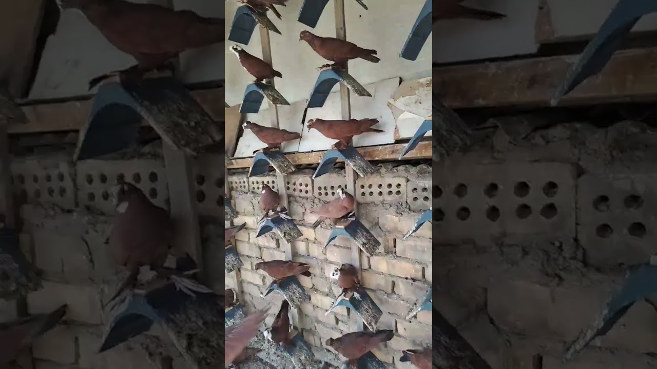 جولة ميدانية لكابتن حسن الكهربائي من منطقة سوق الغزل مشاهدة ممتعه