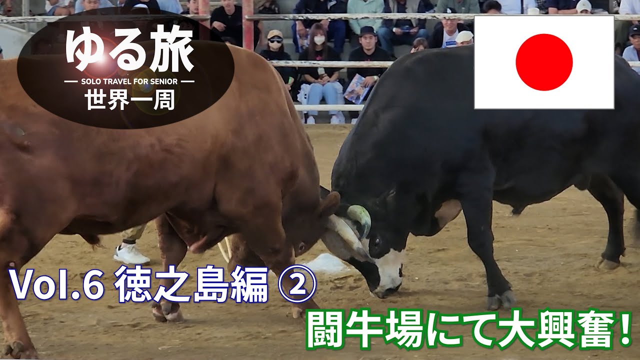 徳之島　牛のブレイキングダウン　闘牛!　迫力がハンパない　Vol 6　徳之島編②