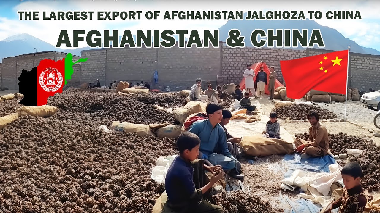 The largest export of Afghanistan  Jalghoza to China