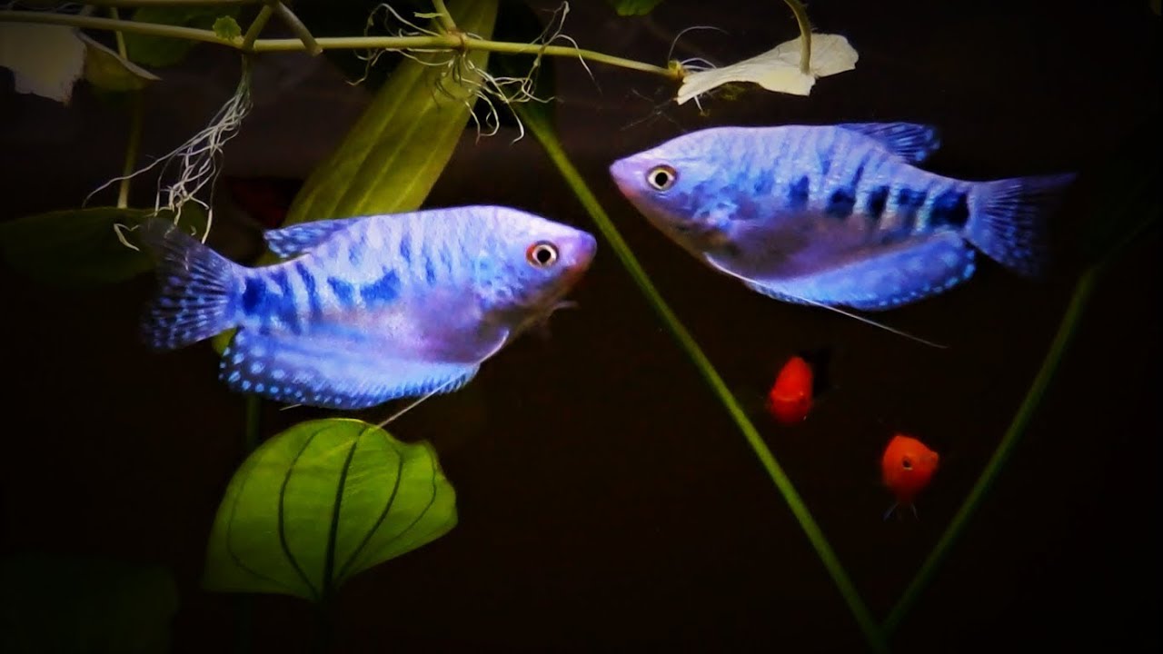Opaline Blue Gourami Care & Tank Set up Guide