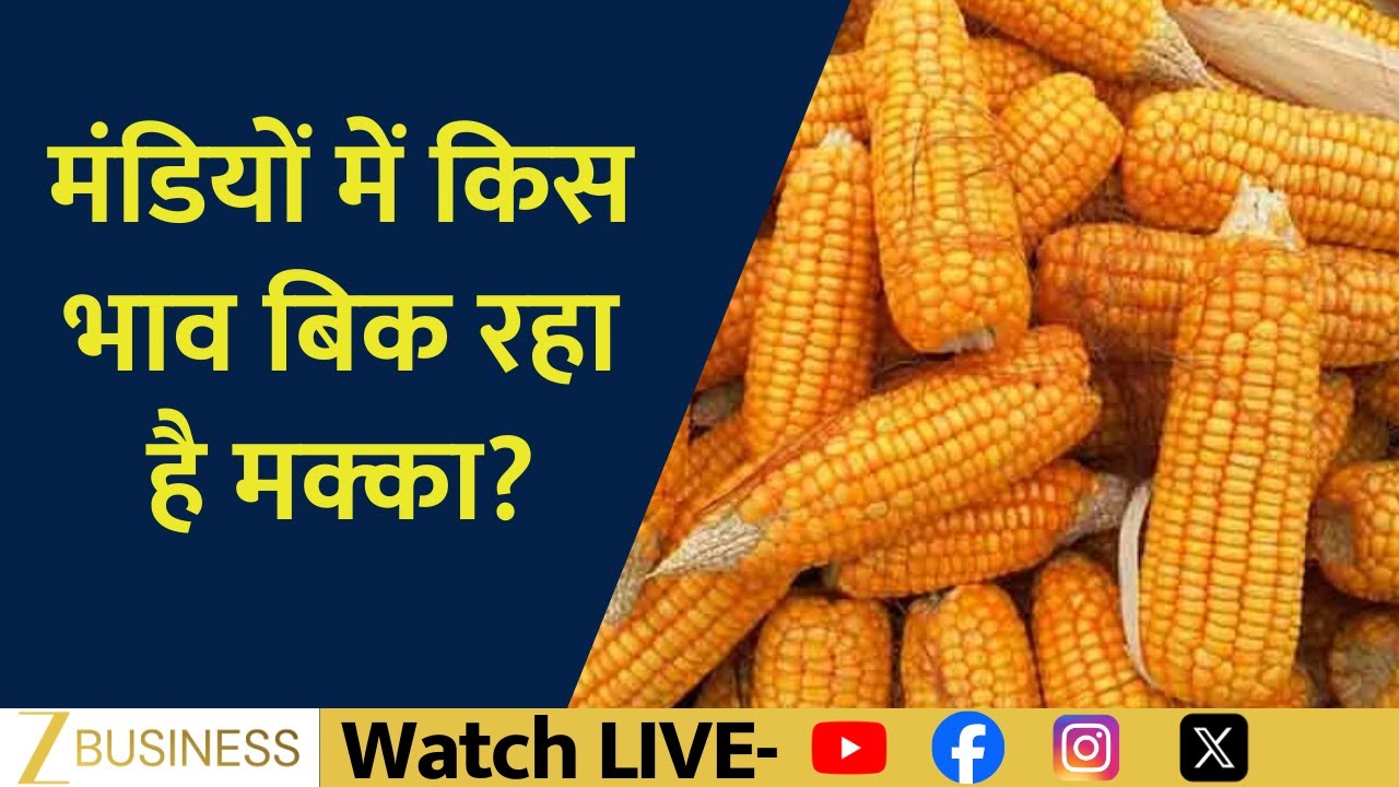 Why Are Maize Prices Crashing? Full Market Analysis for Farmers! | Commodity LIVE