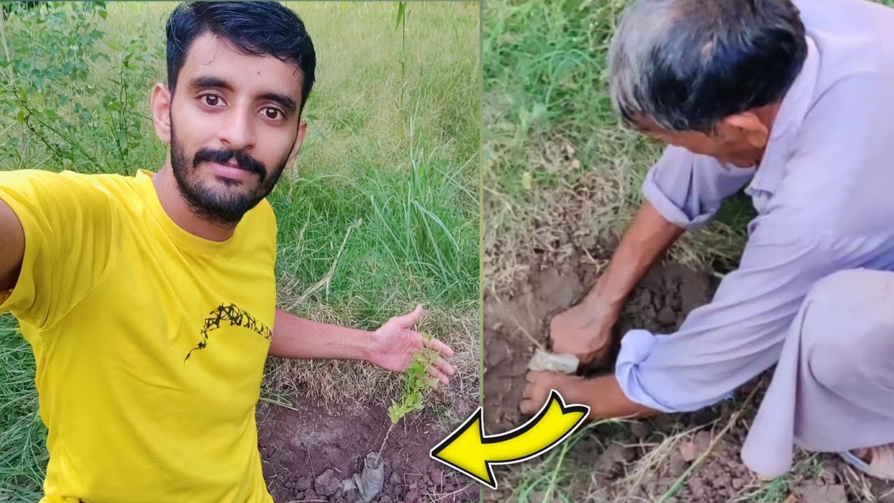 I PLANTED 14 TREES 🎄 🌲 TO MY FARM || WALI FARMS ||