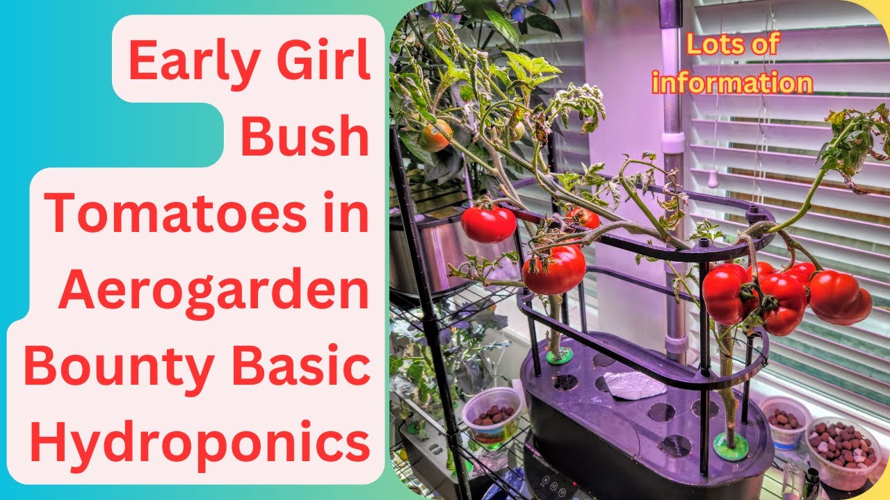 Early Girl Bush Tomatoes in Aerogarden Bounty Basic Hydroponics, Big size