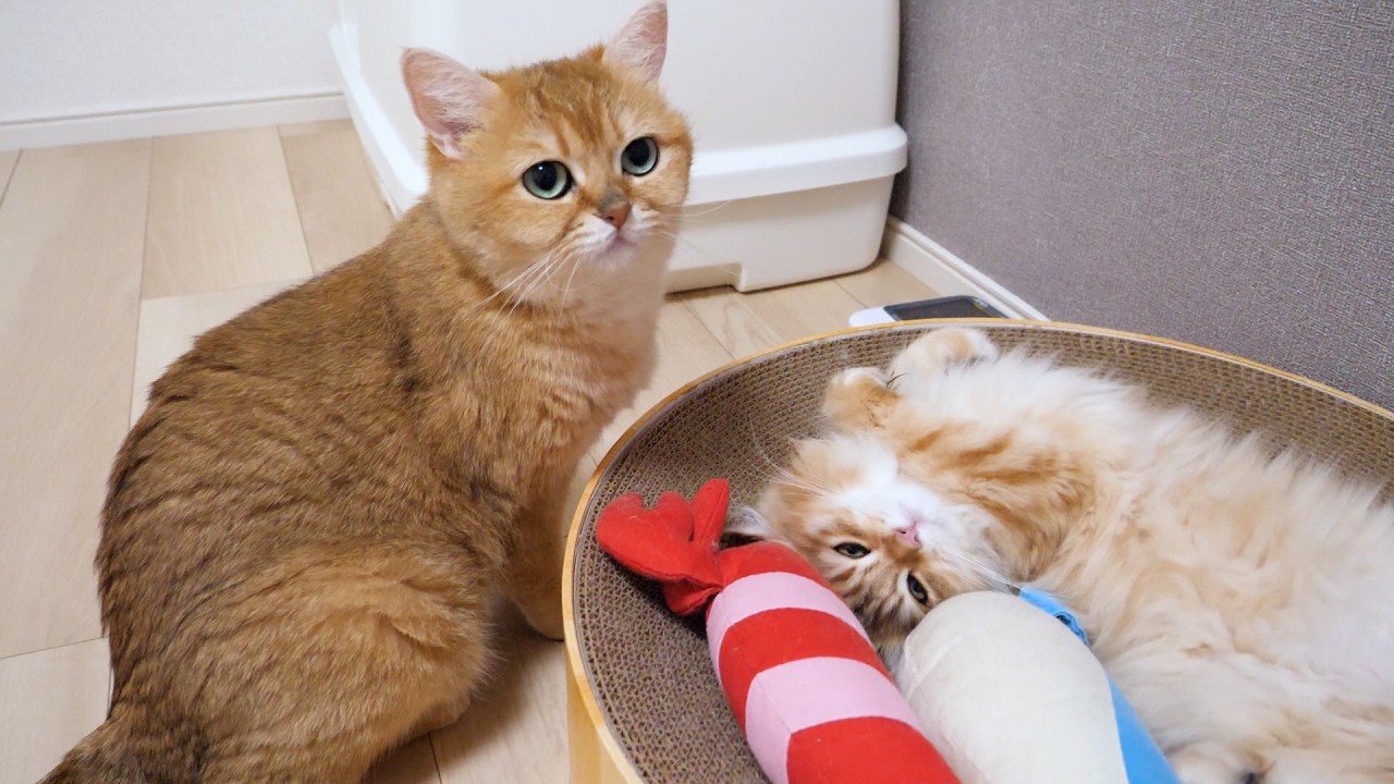 Cute little kitten that falls asleep the moment it gets licked&hellip;