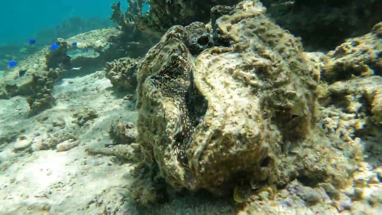 251104 Snorkeling at Oyster Stacks
