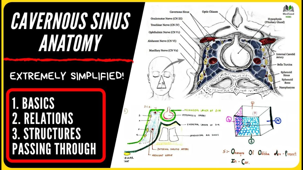 CAVERNOUS SINUS (PART 1) -Introduction,basics,Relations, Structures within.