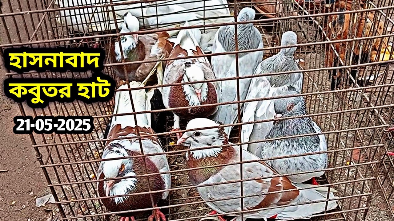21-05-2025 হাসনাবাদ কবুতরের হাট | কম দামে কবুতর | Hasnabad pigeons market today | Pigeons price bd