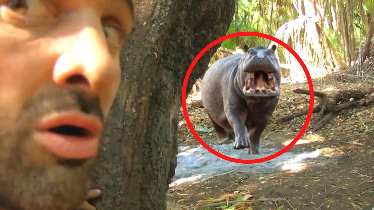 5 Terrifiantes Rencontres avec un Hippopotame