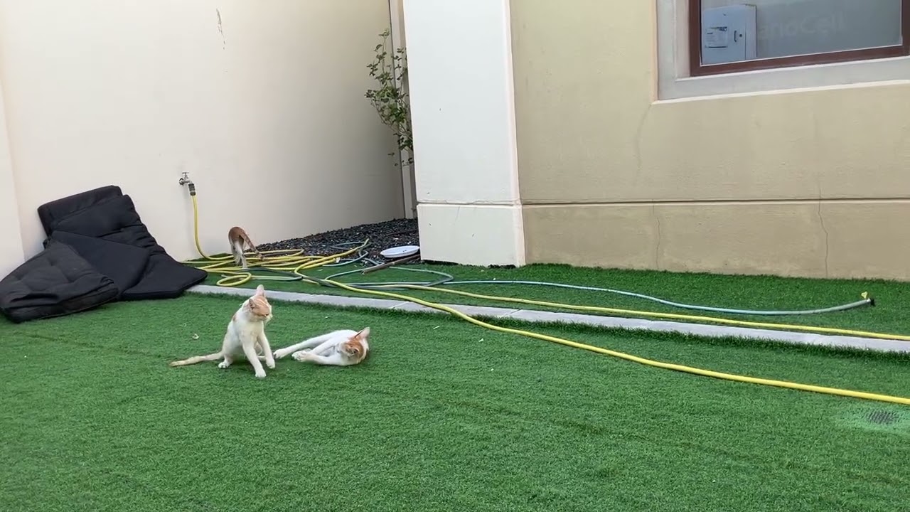 بسبس مياو القطه