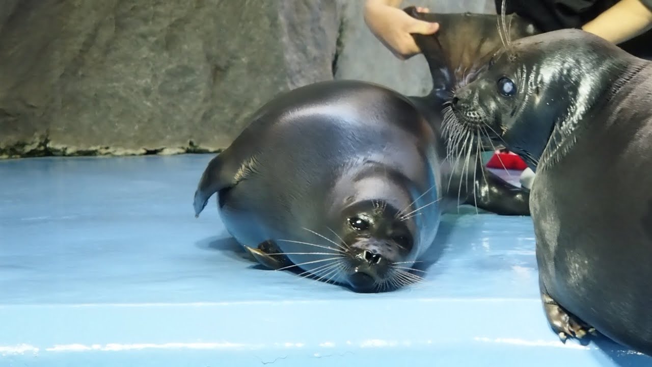 食いしん坊のバイカルアザラシのニコちゃん