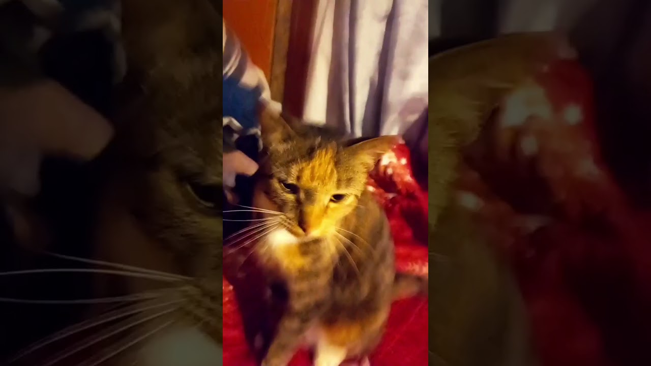 #memes #funny #cat #unomille