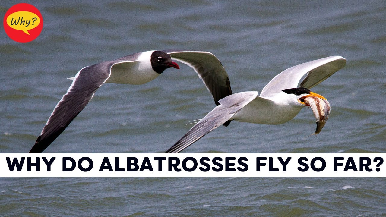 Why do albatrosses fly so far? | Fascinating facts #50| Why Things Happen