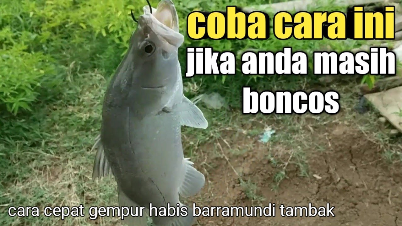 cara cepat gempur habis barramundi tambak