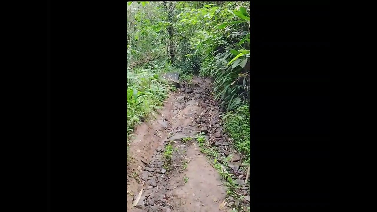 Melihat kebun kelapa dan cengkeh..