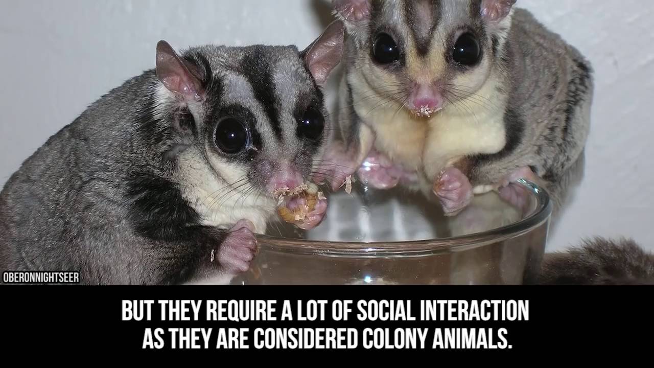 The Most Unusual Pets People Actually Own