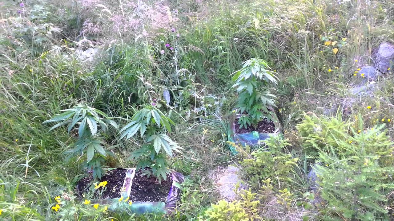 Spot #2, End Week 3 - 2nd Guerilla Mountain Grow - Shoreline - The Devil's Harvest Seeds