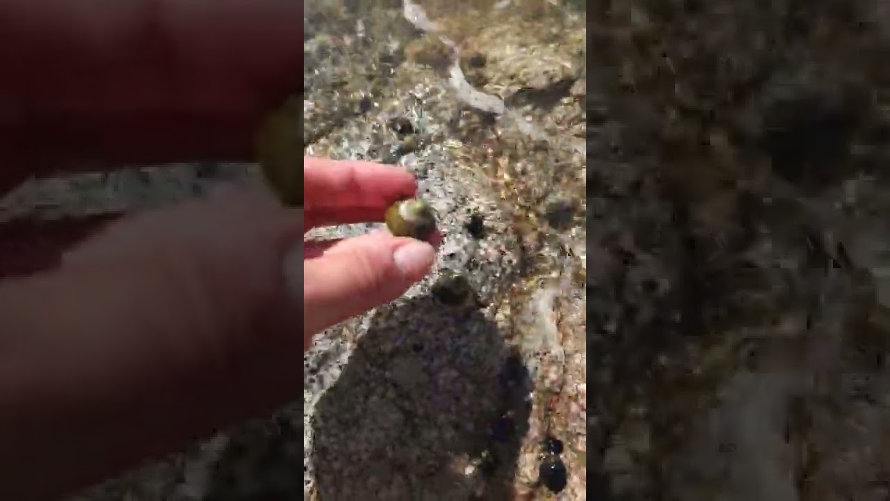 My new buddy!! 🐌🌊 #ocean #snail #seaofcortez #buddy #beach  #beachcomber #wrackline #fyp