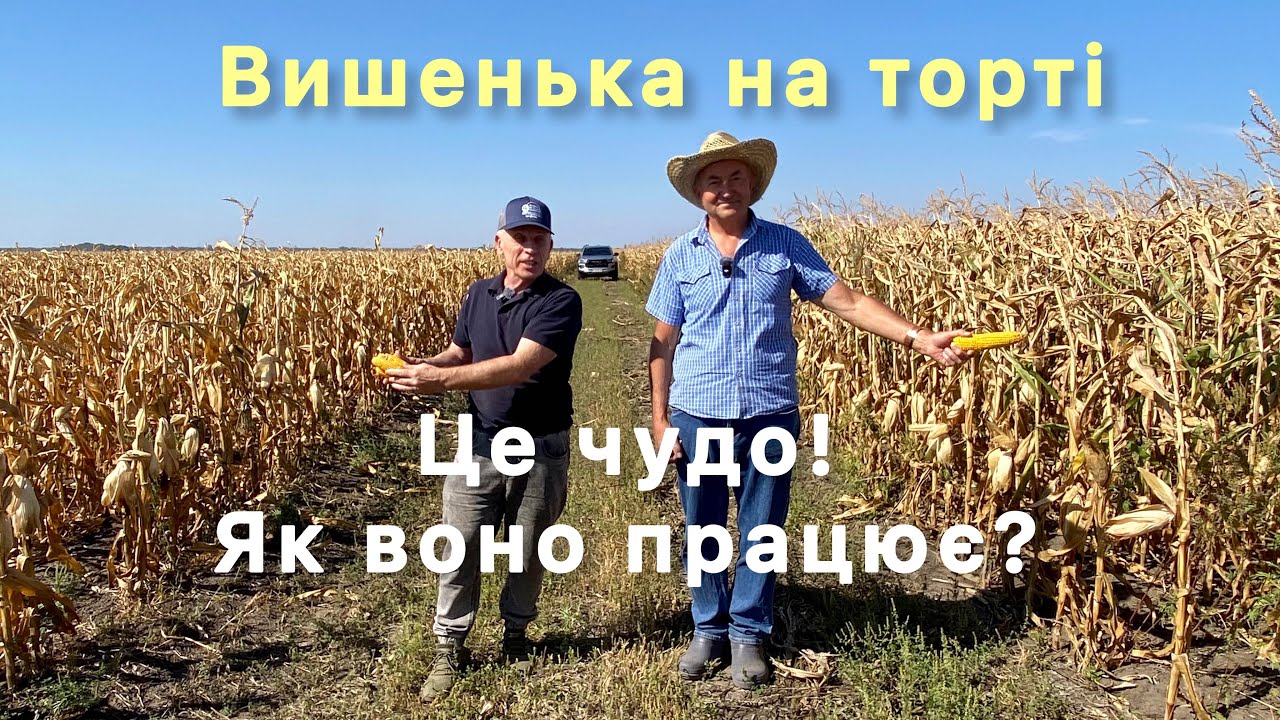 Кукурудза по No-till і по класиці: різниця - небо і земля!