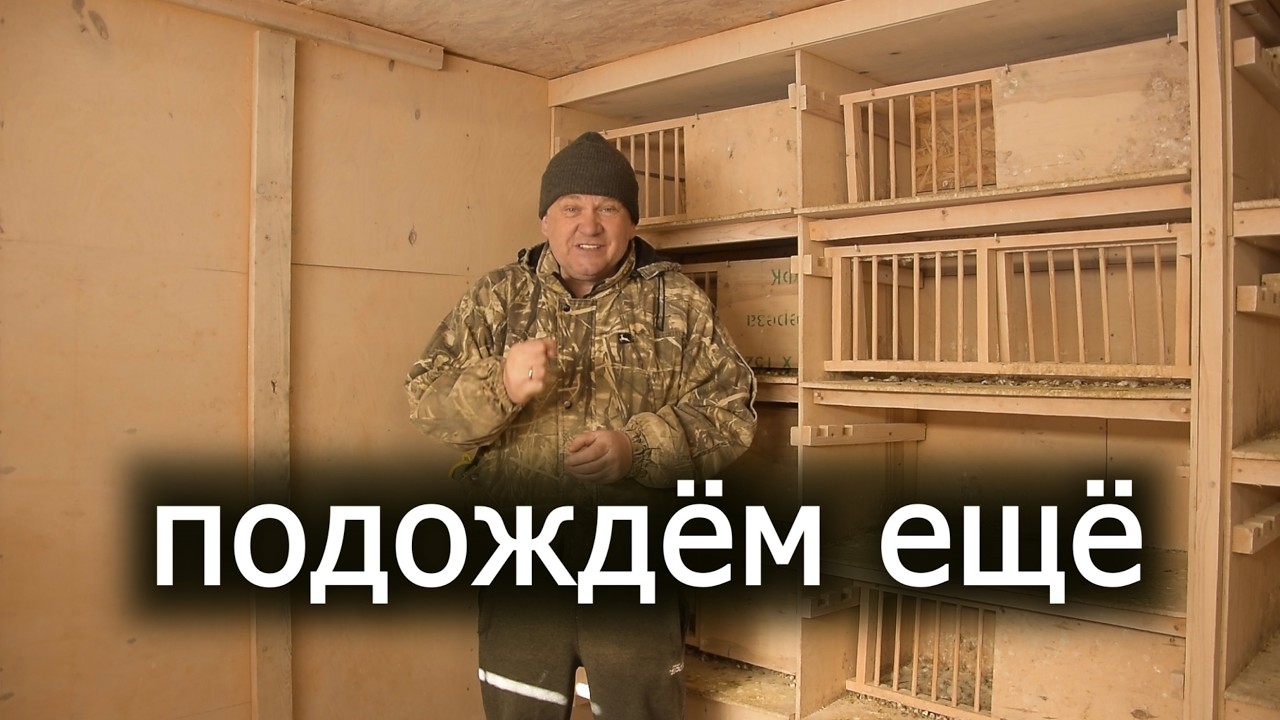 Пнули зиму. Держим из последних сил голубей. Весна пришла