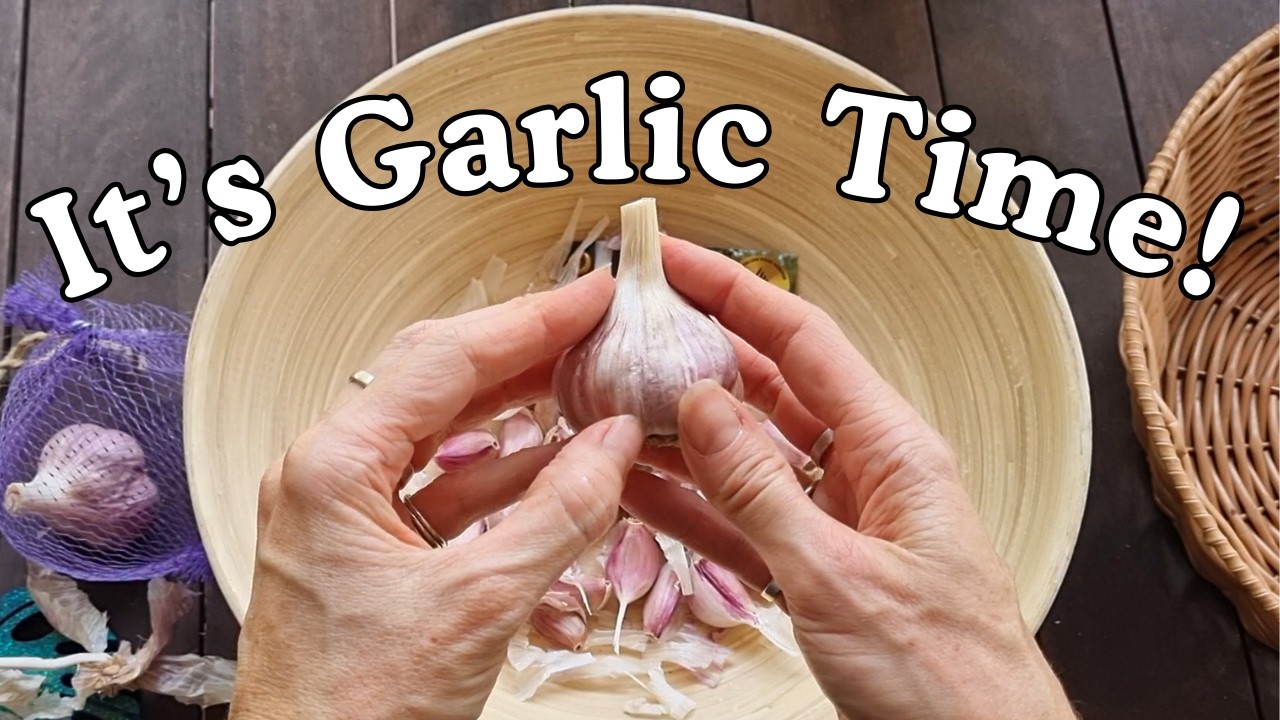 Planting Garlic in the Subtropics: (In ground & raised bed)