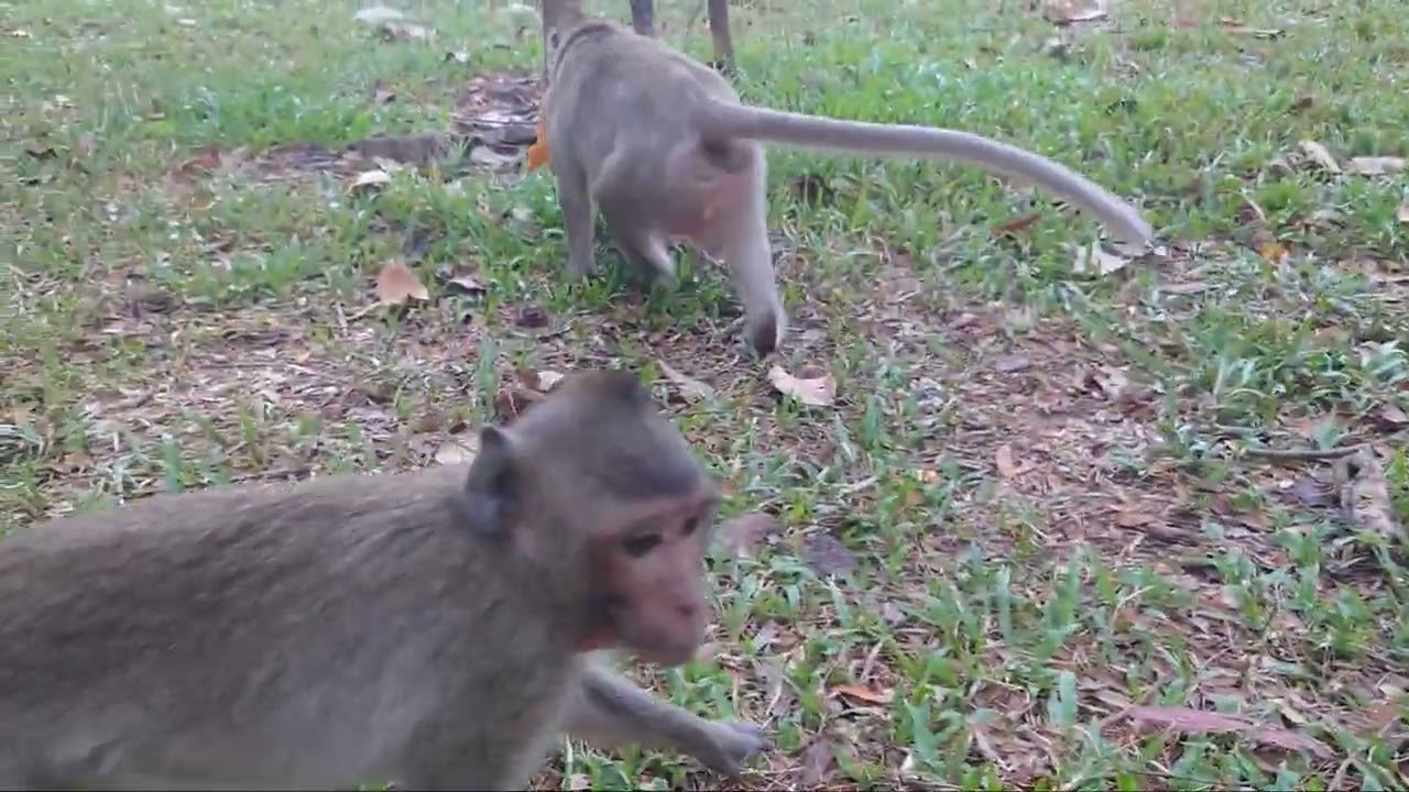 proof out available monkey delay caption