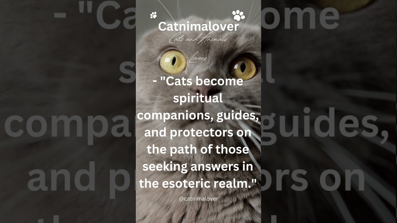 Cats become spiritual companions