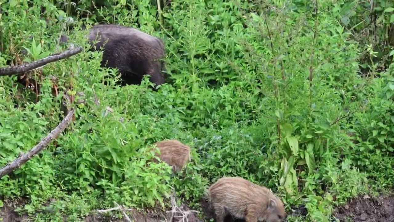Wildschweine in den Binger Kribben 1B7A5897