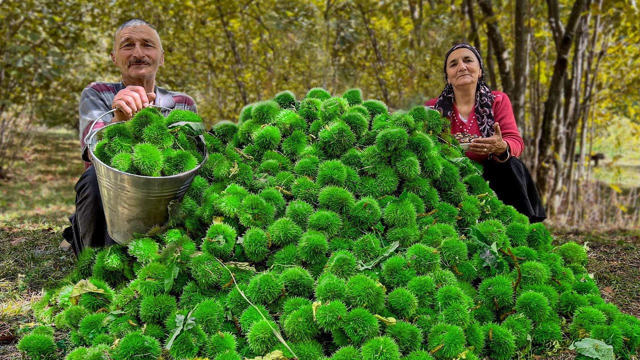 Mountain Chestnut Harvesting in Azerbaijan! A Simple but Unforgettable Dish