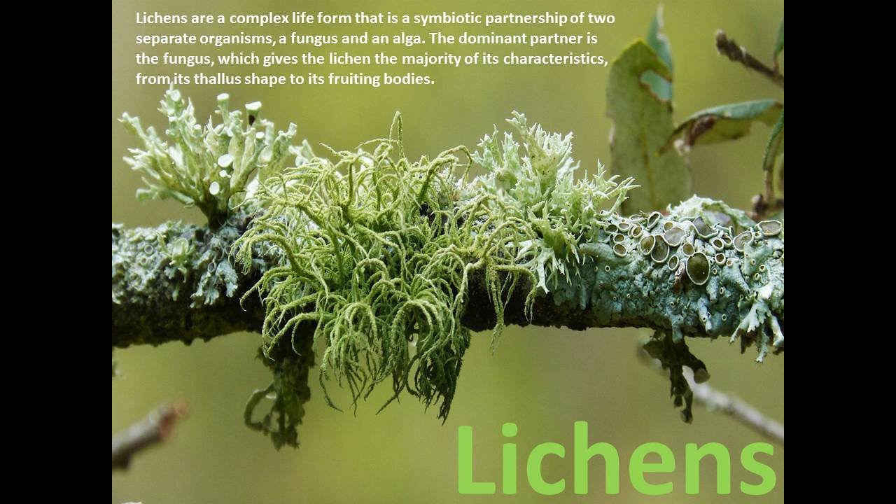 Lichens