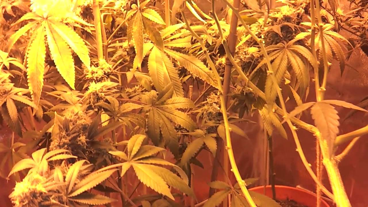 Chocolope LST (Low Stress Trained) - 18 Days in Flowering