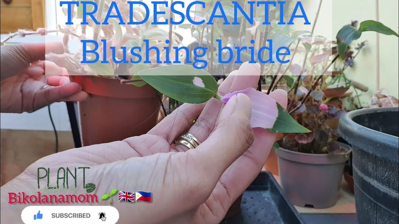 TRADESCANTIA BLUSHING BRIDE