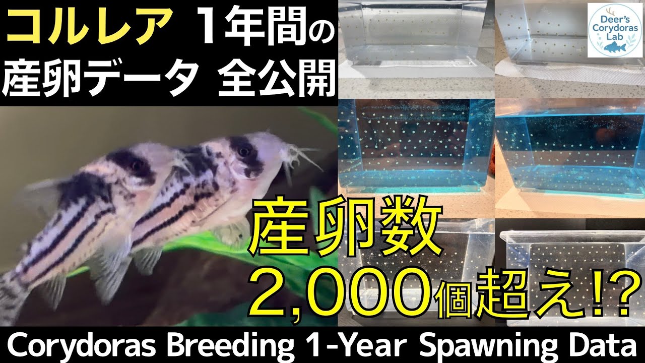 【全公開】コリドラス・コルレア｜1年間の産卵データまとめ