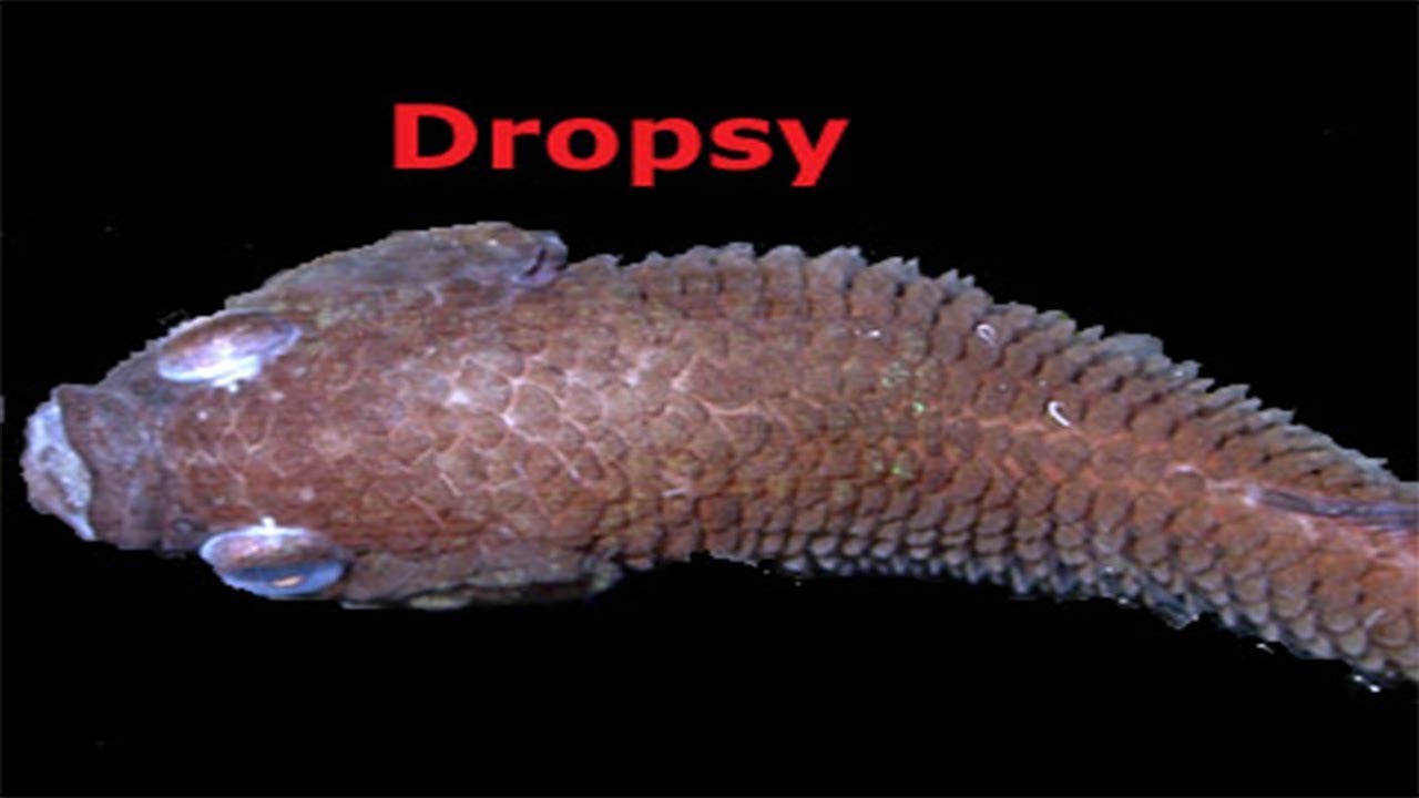 Disease in aquarium fish in hindi(Dropsy, Red Patch, scale protrusion, tail rot and many more)