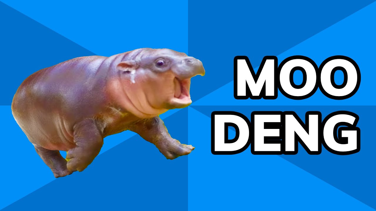 Meet Moo Deng: The Cutest Baby Pigmy Hippo | Meme History