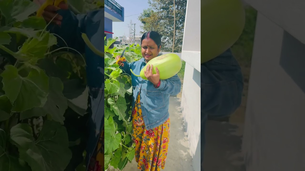 Lauki ki harvesting 😱 