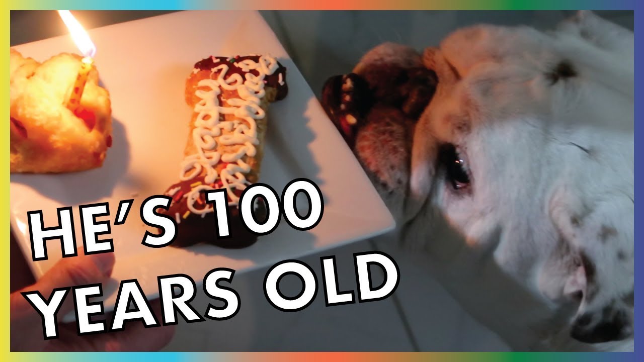 Dozer's 100th Birthday Mishap...