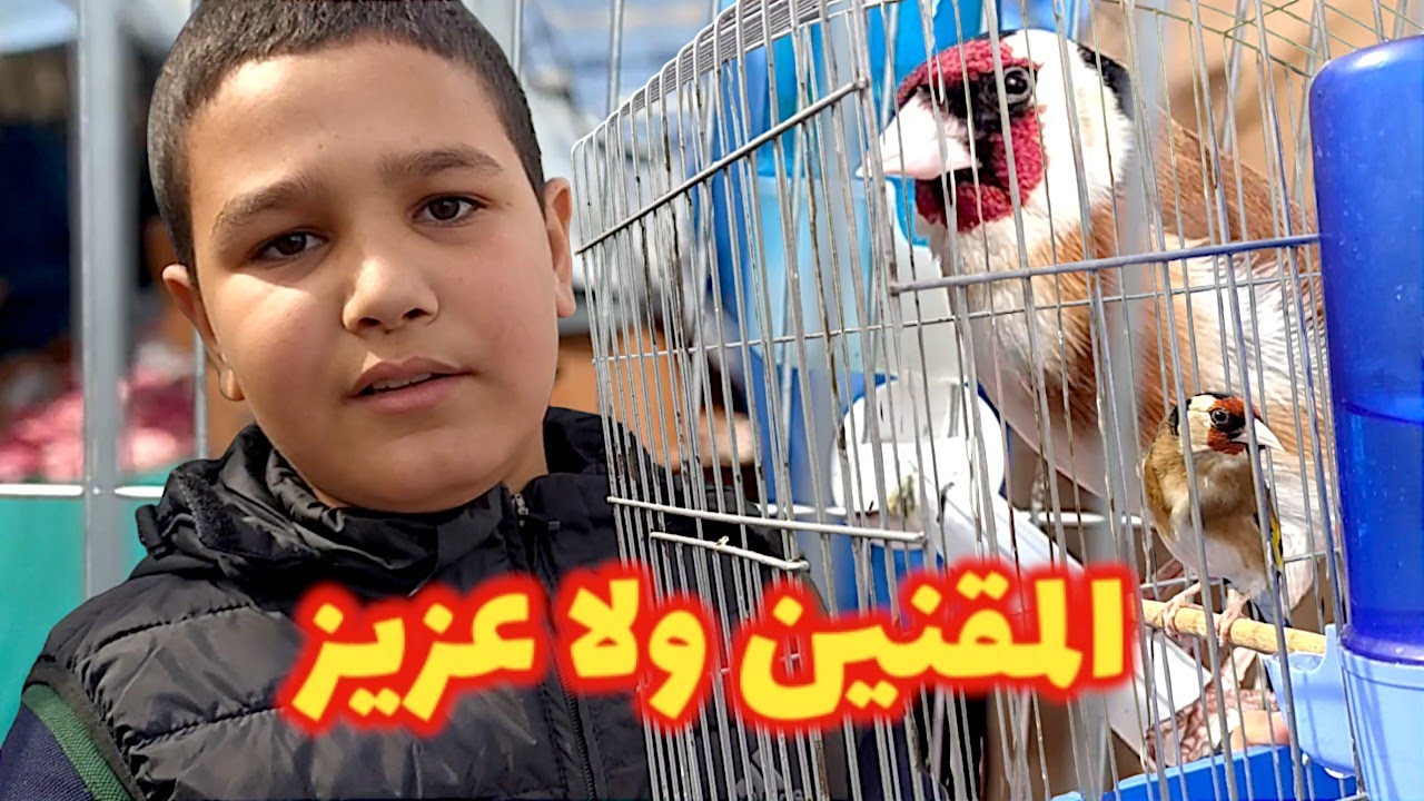 الحسون بكل الاحجام و اخبار الجان من عند كمال | زادت سومة الشون