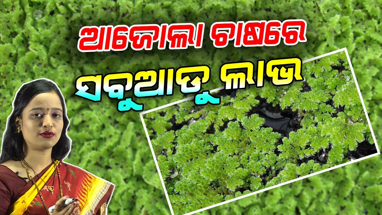 ଆଜୋଲା ଚାଷ କେମିତି କରିବେ: ବିଶେଷଜ୍ଞଙ୍କ ପରାମର୍ଶ | Tips for growing Azolla