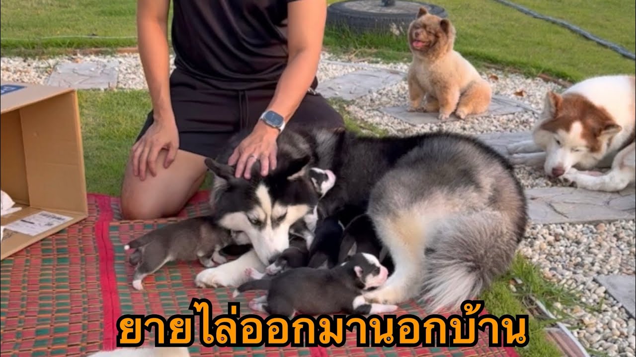 หนูโดนยายไล่ออกมานอกบ้านยายบอกว่าพวกหนูสกปรก