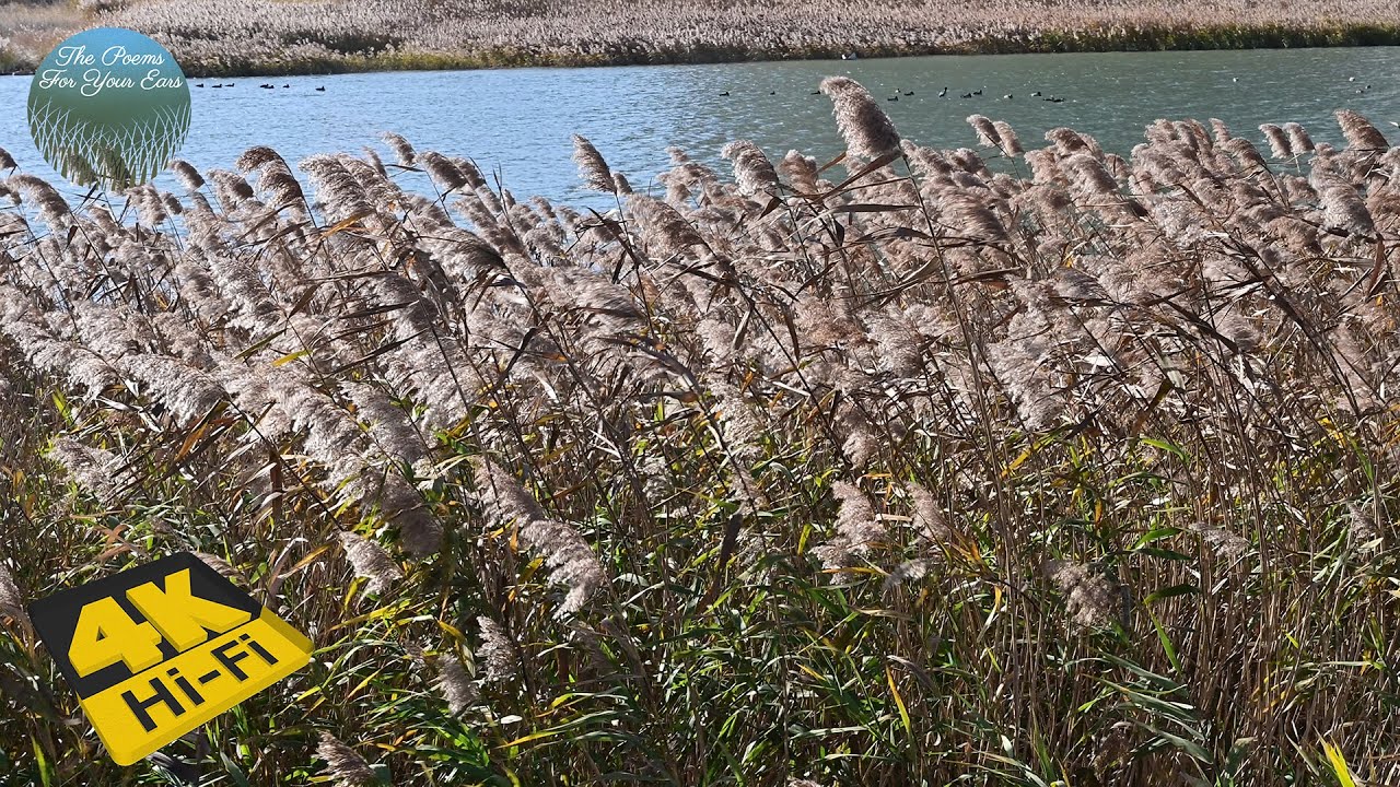 4K|Song of reed leaves|NatureSound|SpaceOut |KillTime