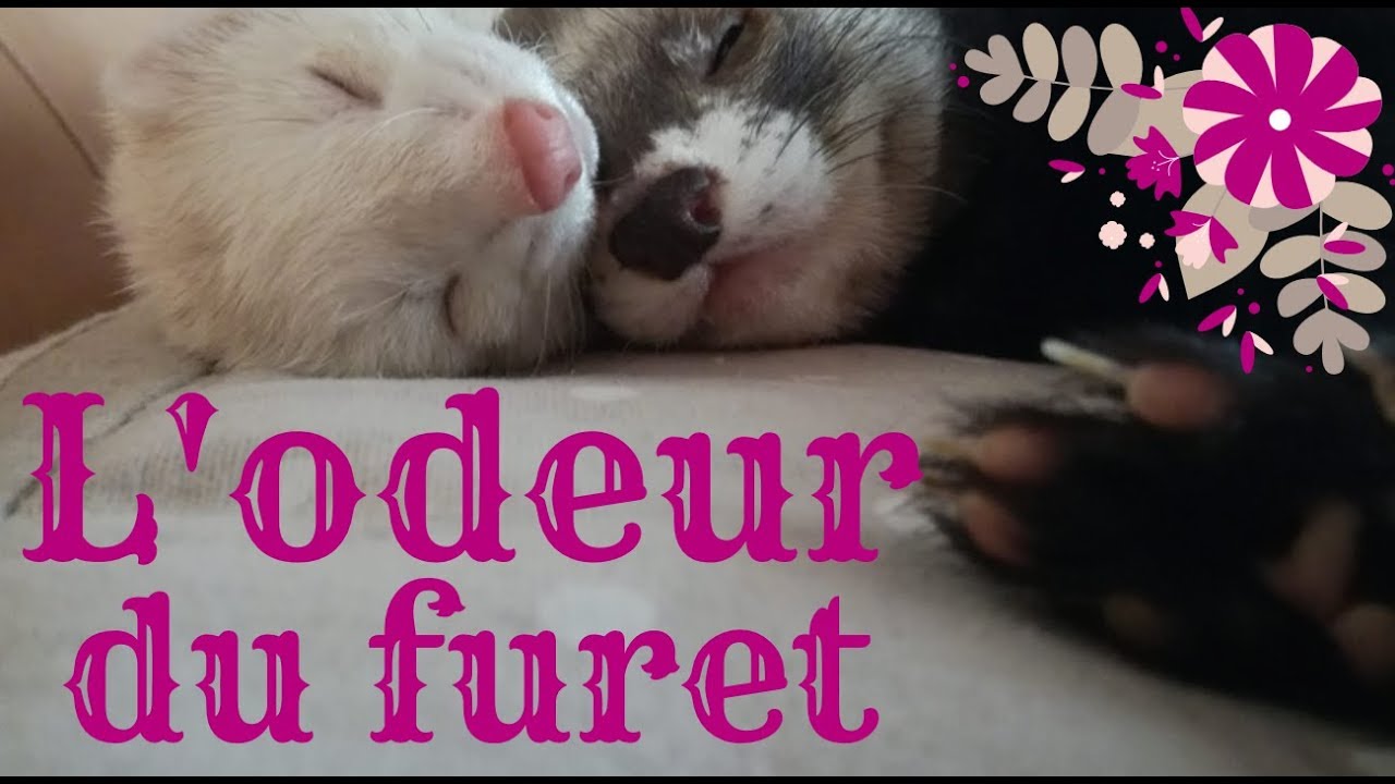 L'odeur du furet - Les Furets Malins