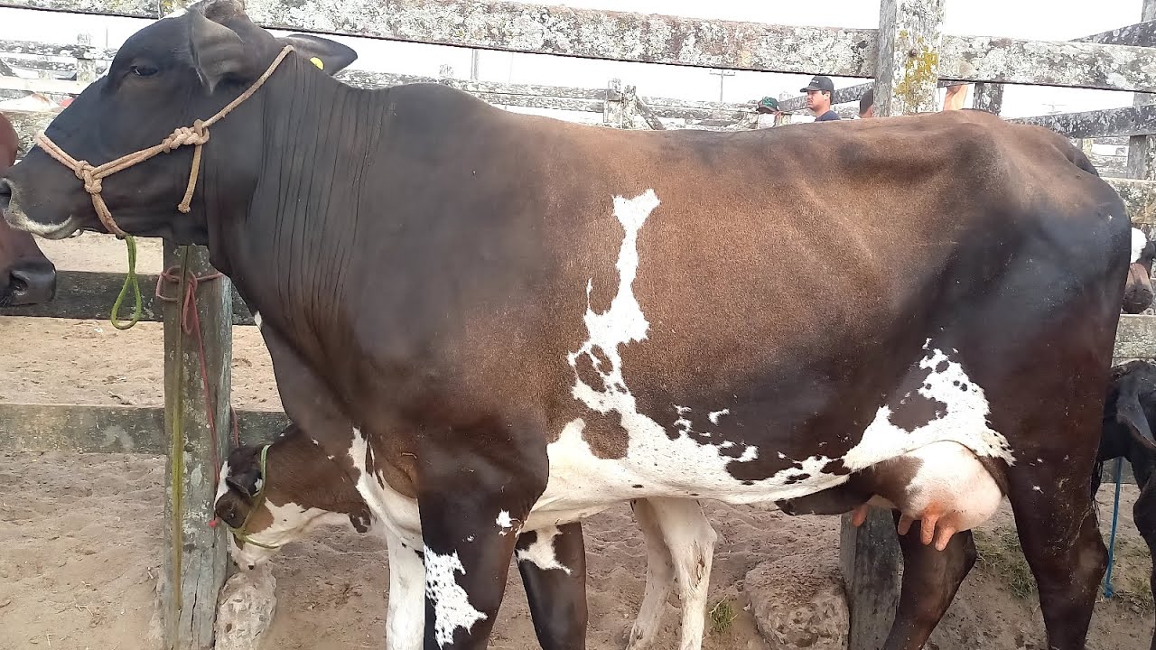 Feira das Vacas Leiteiras Capoeiras Pe.06/02/26